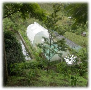 Chumlo MPCS, Kiphire